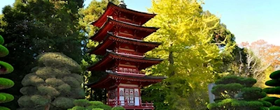San Francisco Tea Garden Restore 127 Year-Old Pagoda, Golden Gate Park, SF